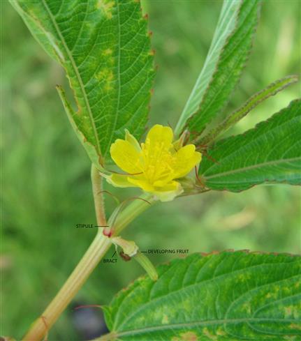 Corchorus olitorius